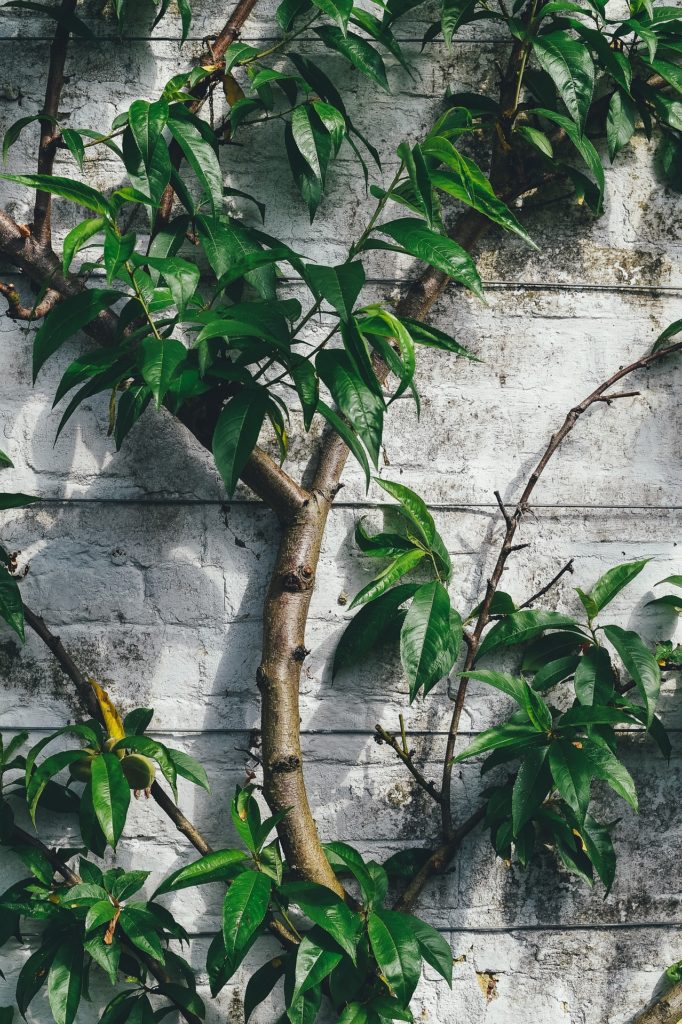 A sturdy sapling grows in front of a white-painted brick wall.