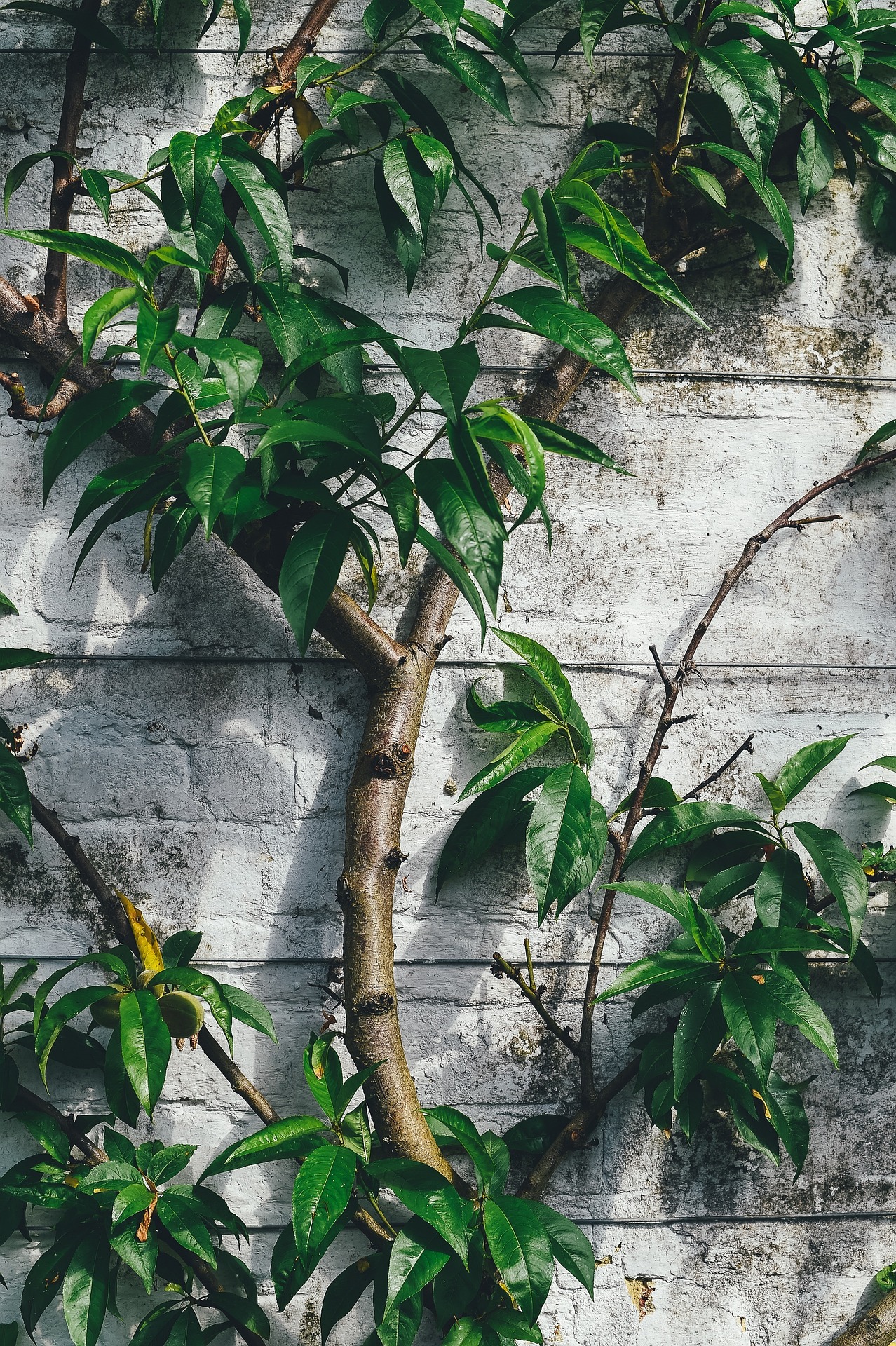 A sturdy sapling grows against a white painted brick wall.