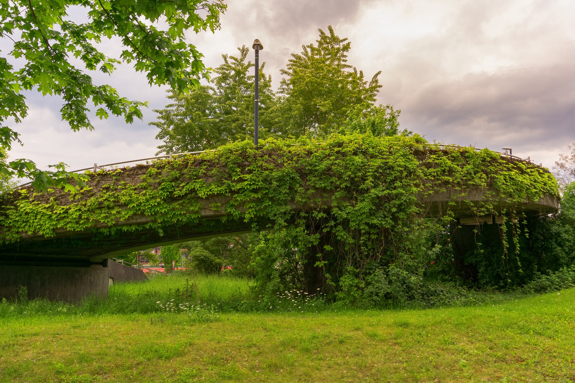 A bridge, completely overgrown with vines, surrounded by grass and trees. A single streetlight rises from the middle of the bridge.